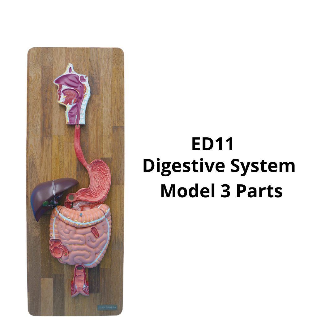 ED11-Digestive-System-Model-3-Parts