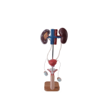 EU11 Male Urogenital System Model