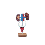 EU12 Female Urogenital System Model