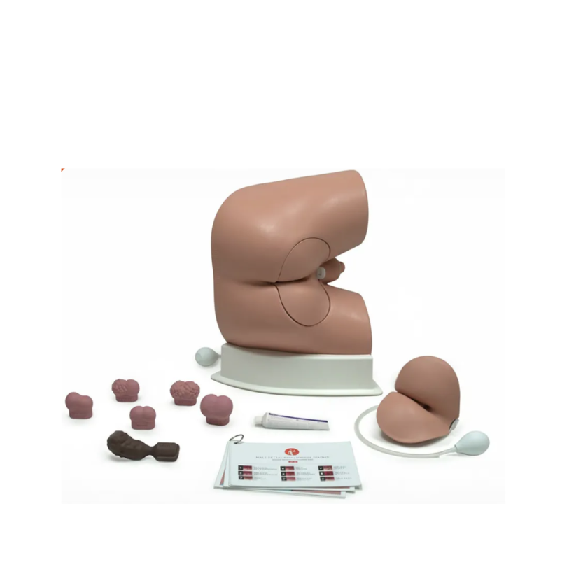 Male Rectal Examination Trainer - Advanced 60171